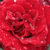Roșu - Trandafir teahibrid - Barkarole®